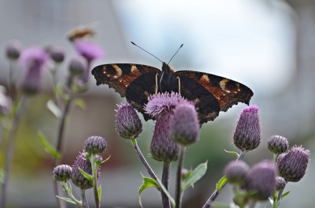 detail of peacock eye butterfly sitting on a purple thistleの写真素材