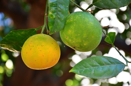 detail of two green unripe tangerines on a branch with leavesの写真素材