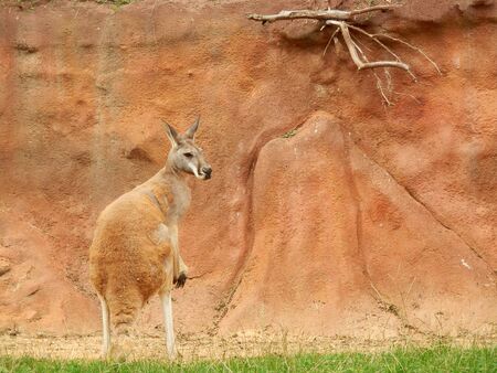 red kangaroo on the green grass and red wall with branch on the backgroundの写真素材