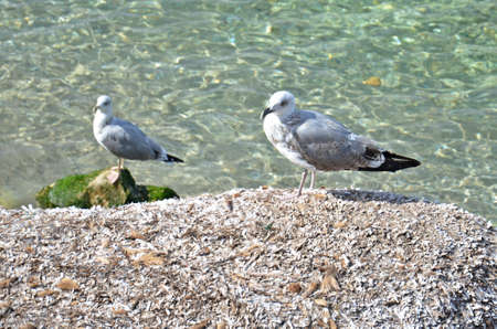 two grey seagulls standing on the shore with sea on the backgroundの写真素材