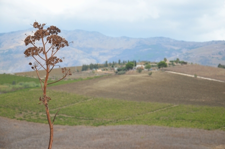 plant close up and sicilian rural inland on the background in Italyの写真素材