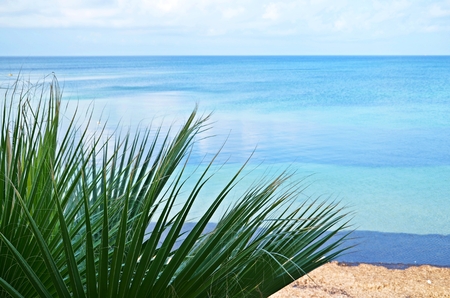 Mediterranean coastline plant on the sea background in Sicily, Italyの写真素材
