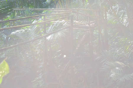 broken bamboo bridge. The bridge made by bamboo.