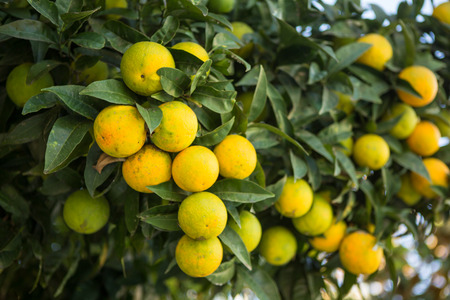 Orange tree with ripe fruits in sunlight. Horizontal shot
