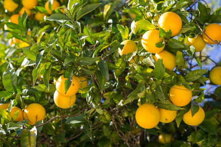 Orange tree with ripe fruits in sunlight. Horizontal shotの写真素材