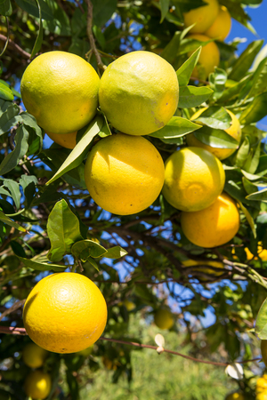 Orange tree with ripe fruits in sunlight. Horizontal shotの写真素材
