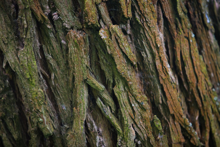 Bark Tree texture full frame in natureの写真素材
