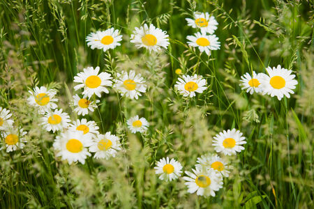 summer background with flowers - just add textの写真素材