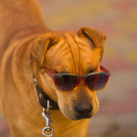 funny dog in red sunglasses in summer day in parkの写真素材