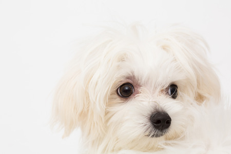 The maltese puppy dog on white backgroundの写真素材