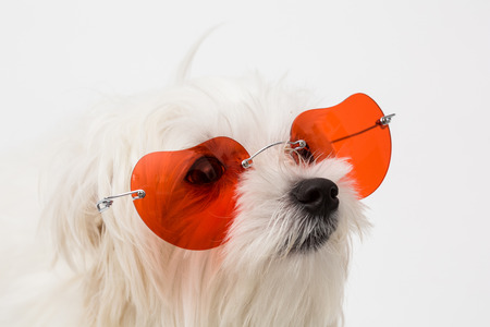 The maltese puppy dog on white backgroundの写真素材