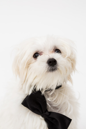 White Maltese dog with black bow and on white background.の写真素材