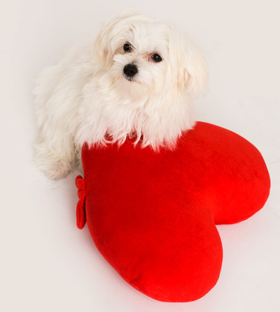 Bichon puppy dog in studio posing with a toy heartの写真素材