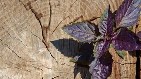 Red basil leaves on wooden background. Copy space. Shallow dofの写真素材