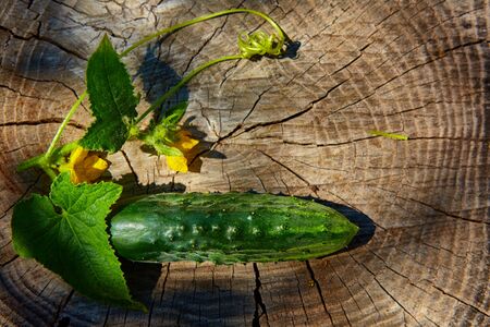 Fresh green cucumber, food closeup. Shallow dofの写真素材
