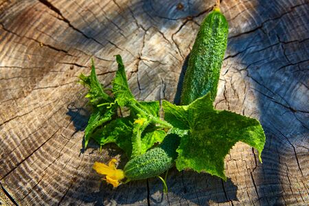 Fresh green cucumber, food closeup. Shallow dofの写真素材