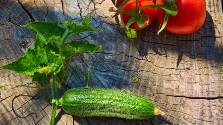 The concept of healthy eating with organic cucumber and tomatoes on wooden tableの写真素材