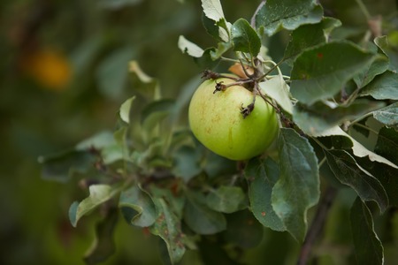 apple tree and green apple. Shallow dofの写真素材