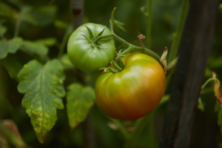 Organic green tomatoes on the bush in a field.の写真素材