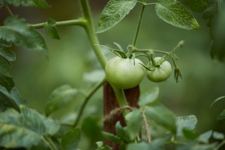 Organic green tomatoes on the bush in a field.の写真素材