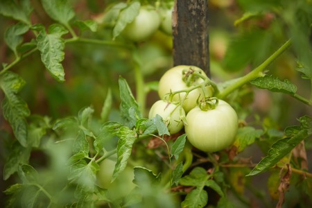 Organic green tomatoes on the bush in a field.の写真素材