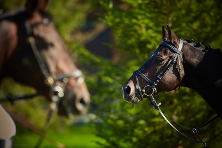 Horses on nature. Portrait of a horses, brown horsesの写真素材