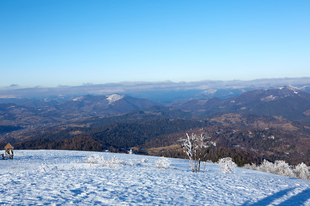 Winter panorama of mountains on a sunny day. Carpathians, Ukraineの写真素材