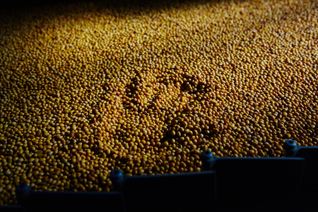 Soy Bean Seed before crack. Shallow dof.の写真素材