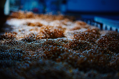 Soy Bean Seed before crack. Shallow dof.の写真素材