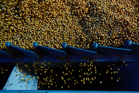Soy Bean Seed before crack. Shallow dof.