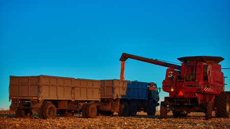 Pouring corn grain into tractor trailer after harvest
