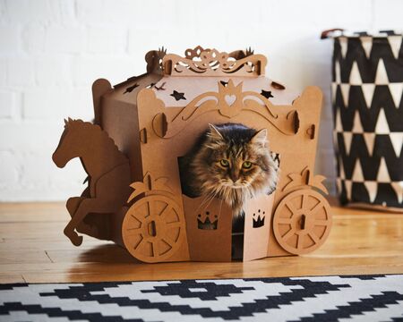 The fluffy cat sitting in a cardboard carriage.の写真素材