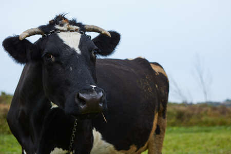 A curious dairy cow stands in her pasture. Dairy Cow. A curious dairy cow.の写真素材
