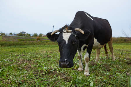 Dairy cow at countryside. Dairy Cow. A curious dairy cow.