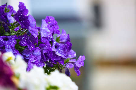 Close-up of a purple colored petunias at sunset.