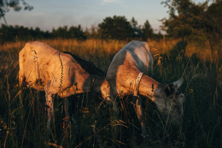 Goats standing on field during sunsetの写真素材