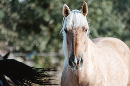 Horse on nature. Portrait of a horse