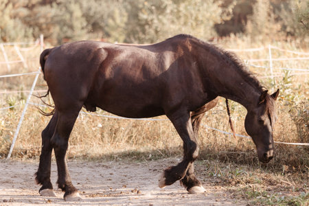 Horse on nature. Portrait of a horse