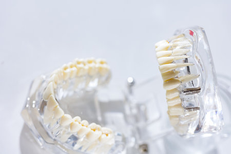 Model of human jaw. Selective Focus