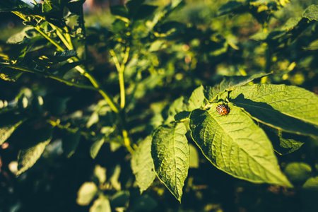 Colorado Potato Striped Beetle - Leptinotarsa Decemlineata Is A Serious Pest Of Potatoes plants
