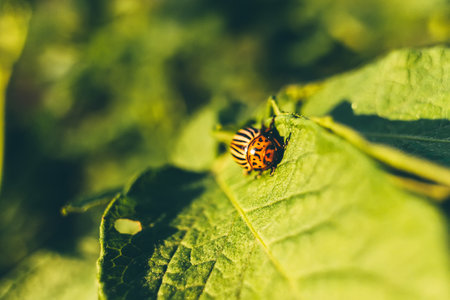 Colorado Potato Striped Beetle - Leptinotarsa Decemlineata Is A Serious Pest Of Potatoes plants