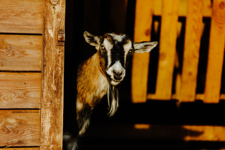 Portrait of a black and white goat standing by a wooden fence in a rural setting. The image captures the detailed facial features of the goat, including its expressive eyes and characteristic beard.の写真素材