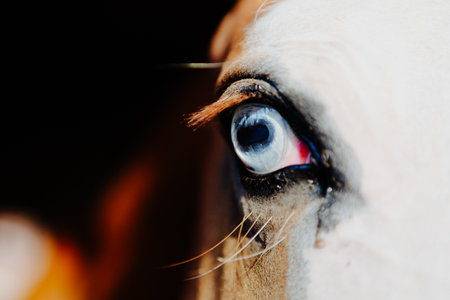 Intense and detailed gaze of a horse's blue eye. The close-up shot highlights the intricate textures and natural beauty of the eye, with a focus on the vivid blue iris and surrounding featuresの写真素材