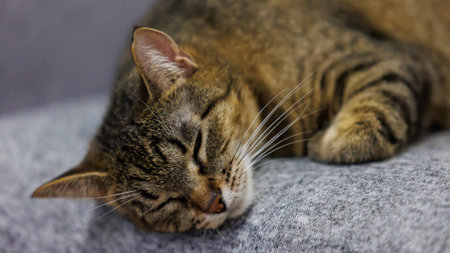 A peaceful close-up of a sleeping tabby cat, capturing its serene and relaxed state on a cozy...