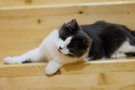 Serene black and white fluffy cat resting on wooden stairs, capturing a cozy and relaxed moment...