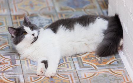 Cozy black and white fluffy cat relaxing on a beautifully patterned tiled floor, capturing a serene and elegant indoor moment, perfect for home decor and pet lifestyle themes.の写真素材