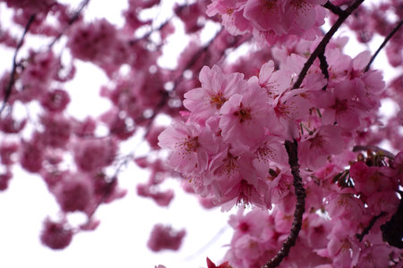 Beautiful Japanese cherry blossoms. Sakura flowers. Background and blog materials.の写真素材