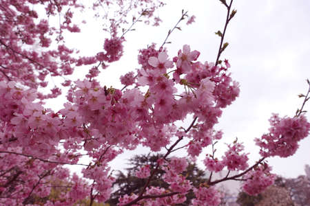 Cherry blossoms, sky and clouds. Background and blog materials.