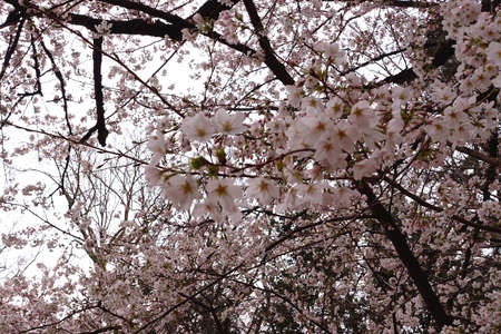 Lots of cherry blossoms. Sakura flowers bloom in spring in Japan. Background and blog materials.の写真素材