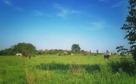 Horses in the green grass field on a beautiful sunny dayの素材